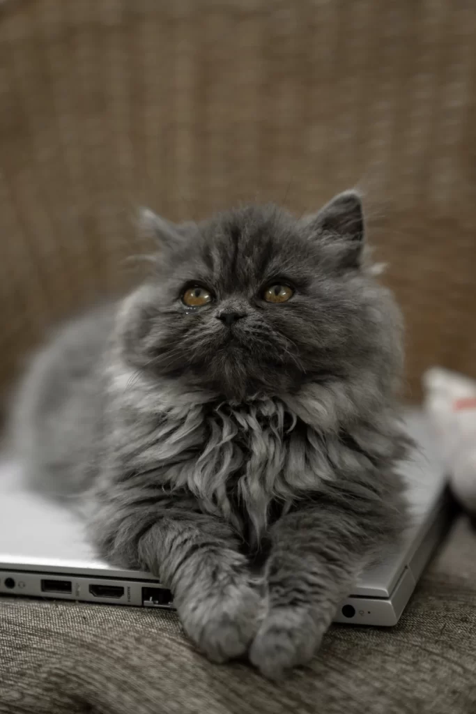 Cats-scaled