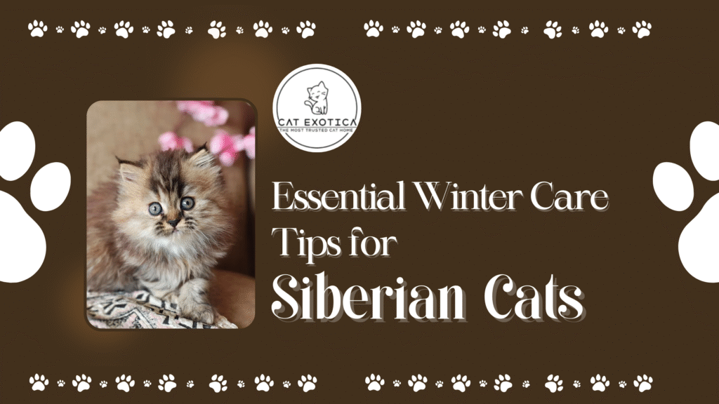 Essential Winter Care Tips for Siberian Cats