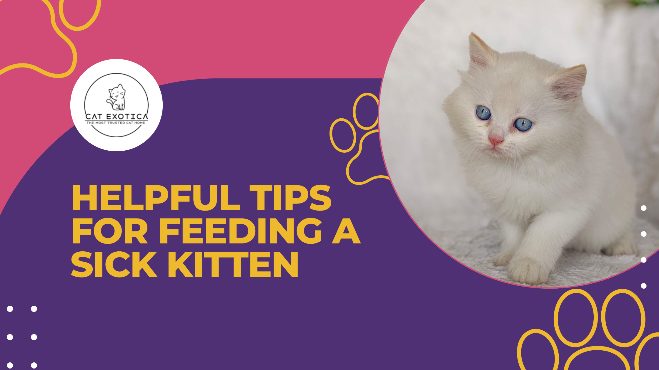 Helpful Tips for Feeding a Sick Kitten