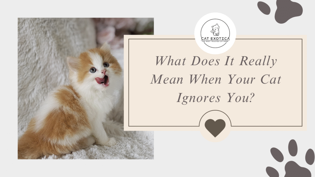 What Does It Really Mean When Your Cat Ignores You?