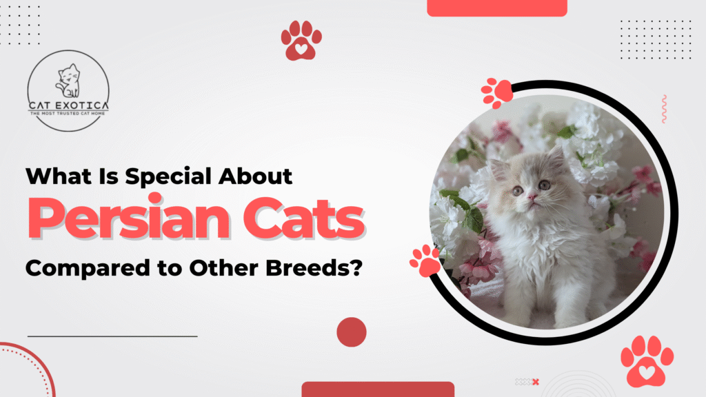 What Is Special About Persian Cats Compared to Other Breeds?