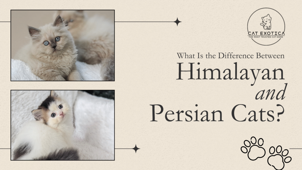 What Is the Difference Between Himalayan and Persian Cats?