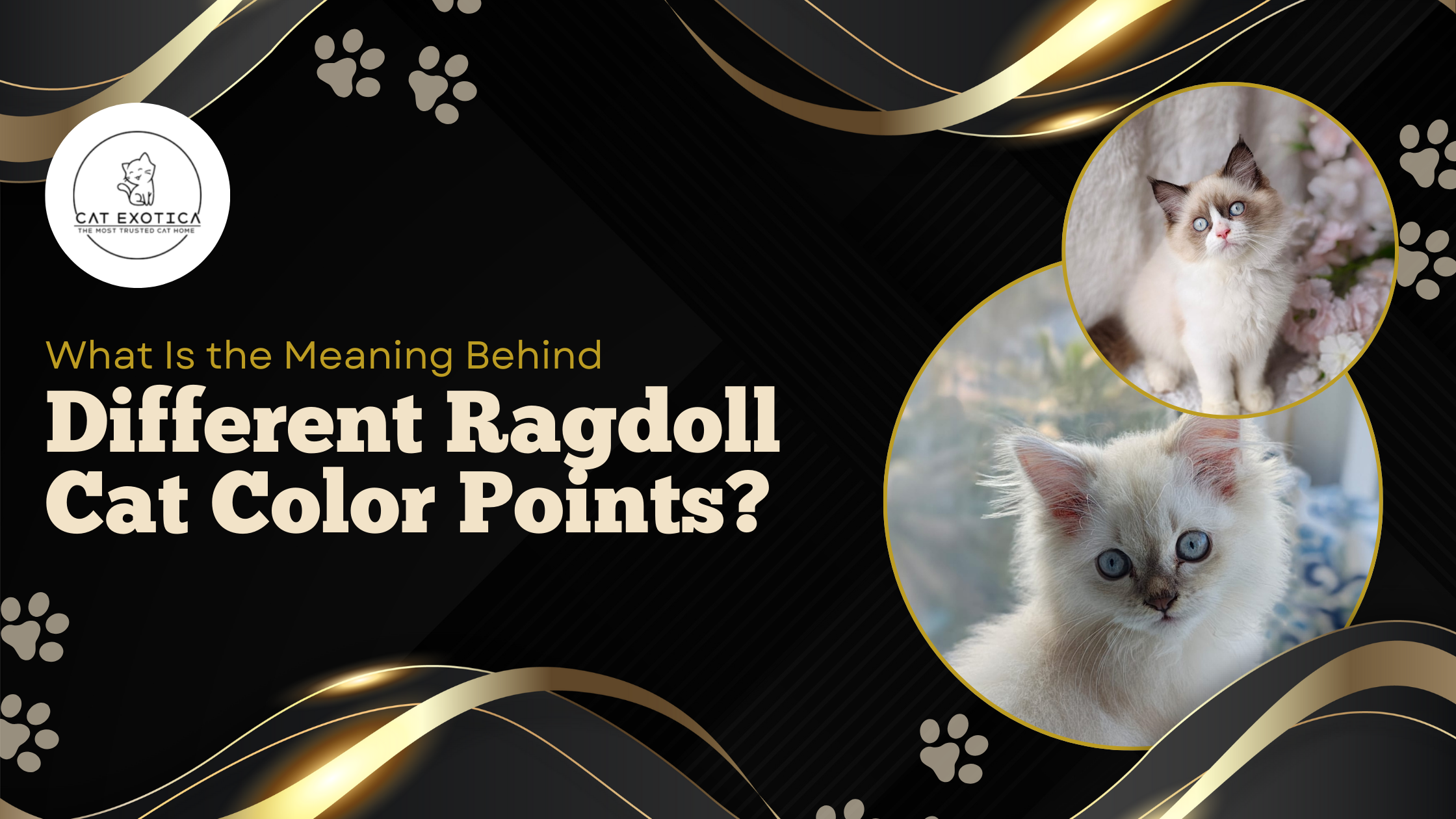 What Is the Meaning Behind Different Ragdoll Cat Color Points?